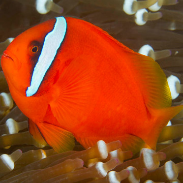 Amphiprion Frenatus : 4-5 cm  Elevage